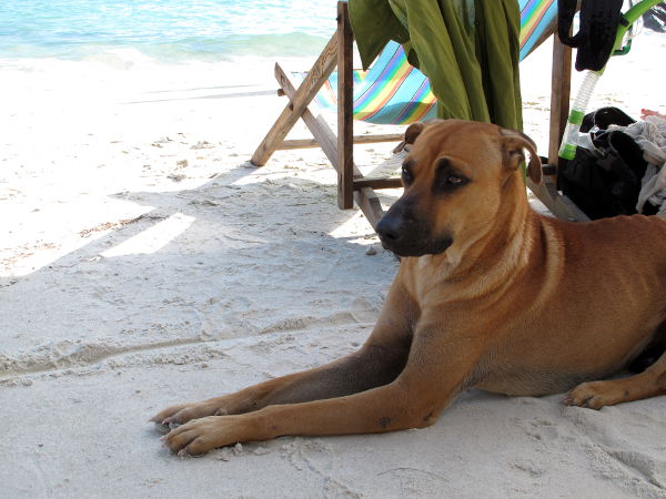 Saarella oli erikoisen paljon koiria. Useimmilla oli selässään kaistale