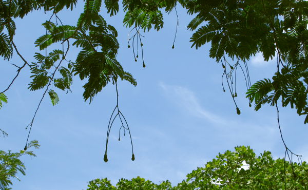 Phi Phin höytyväinen kasvi kasvoi tällaisessa puussa. 