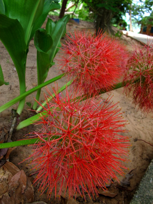 Höytyväinen pallokukka Thaimaassa Koh Phi Phin saarella. 