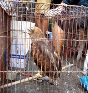 Haukka häkissä Chatuchakin markkinoilla. Nykyään siellä on vähemmän enää eläimiä myynnissä, mutta tänä keväänä oli surullista katsella miten myyjät käsittelivät koiranpentuja kuin esineitä. Ostamalla koiranpennun säälistä sellaisilta ihmisiltä ostaja varmistaa että myyjät jatkavat rumaa elinkeinoaan. 