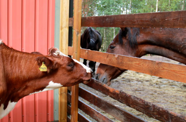 Hevonen ja lehmä. 