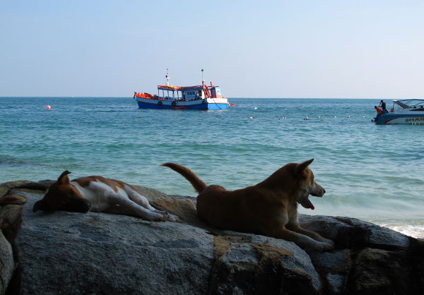 Ihanat koirat rantakivillä.