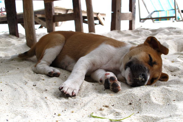 koiranpentu nukkuu rannalla