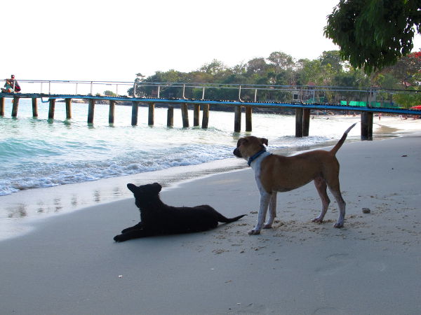 Koiria Ao Chon rannalla. Vaaleamman pennun länsimainen omistajantapainen henkilö neuvoi olemaan riehumatta ja leikkimättä sen kanssa paljoa, koska sitten se tottuu siihen, muttei kuitenkaan aina saa moista huomiota turisteilta. Jotkut turistit eivät tykkää yhtään leikkisästä koirasta. Tosi surullista.