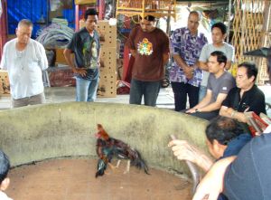 Kukkotappelut ovat ilkeitä. Turisteille saatetaan kaupitella sellaisiin lippuja Thaimaassa, mutta niiden sijaan kannattaa mennä vaikka thainyrkkeily otteluun, jossa ihmiset ovat sentään itse päättäneet mätkiä toisiaan ja tienaavat siitä omaan pussiinsa, toisin kuin kukot. Kuva Bangkokin Chatuchakin markkinoilta vuodelta 2010. 