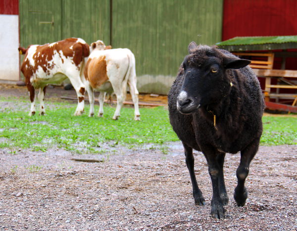 Tämä musta lammas vaikutti olevan neljän lampaan porukan pomo. 
