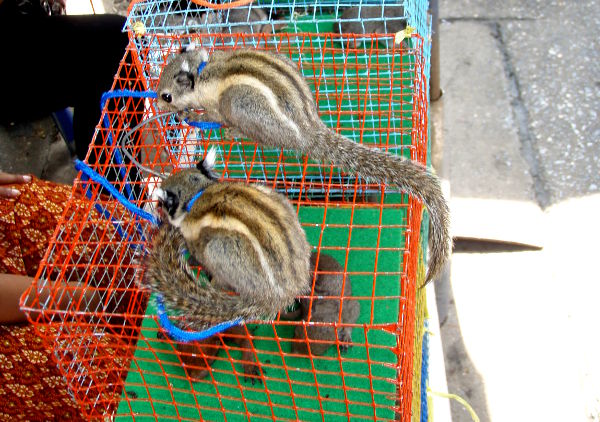 Oravia myynnissä lemmikeiksi Bangkokin Chatuchakin markkinoilla 2010. Tällaisissa tilanteissa on vaikea tietää mitä tekisi. Jos yritän näyttää surulliselta ja säälivältä, eivät thaimaalaiset myyjät ehkä ymmärrä reaktiotani ollenkaan niin kuin toivon. 