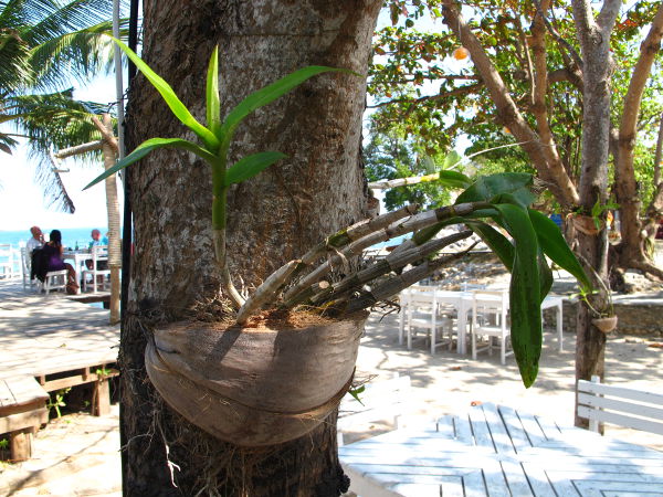 Orkidea kasvamassa puuhun kiinnitetyssä kookosruukussa.