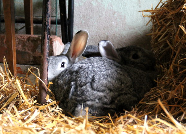 Kaksi pupua Tuulispään viidestä kanista. 