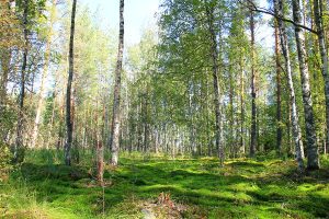 sammalmetsä