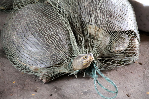 Oli ihan hirveää nähdä eläinrääkkäystä kasvisfestivaaleilla. Oli isoja kilpikonnia verkkosäkeissä ja kymmeniä pieniä kilpikonnia saaveissa. Ainakin buddhalaisuudessa on kieroutunut rituaali saada hyvää karmaa vapauttamalla häkkilintuja. Viis siitä että hyvää karmaa saadakseen pitää ensin vangita eläimiä. Millaista karmaa vangitsija ja myyjä saa, entä ihminen joka maksaa tämmöisestä eläinrääkkäyksestä saadakseen hyvää karmaa vapauttamisesta?