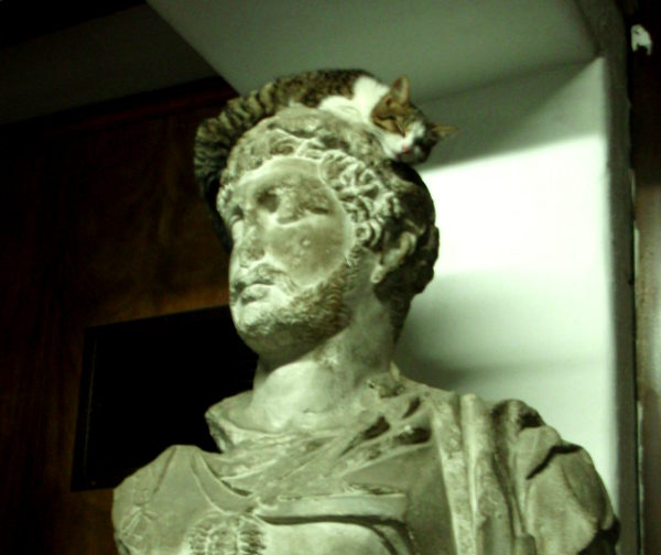 kissa patsaan päällä