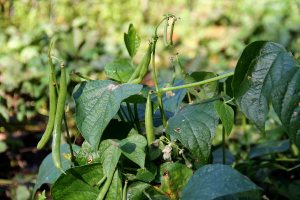 Pensaspavut kasvamassa. 