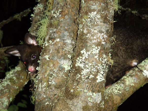 Kettukusu kurkkaa puun takaa. 