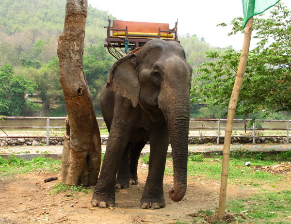 Tuntui pahalta nähdä norsut puuhun tiukasti kytkettyinä. Norsut ovat herkkiä olentoja ja jotta niistä saataisin työnorsuja turistien kuljettamiseen, ne kesytetään riistämällä niiltä unet ja tökkimällä kepeillä kunnes ne lannistuvat. 