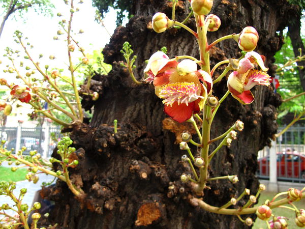 Kanuunankuulapuun kukat kasvavat rungosta. 