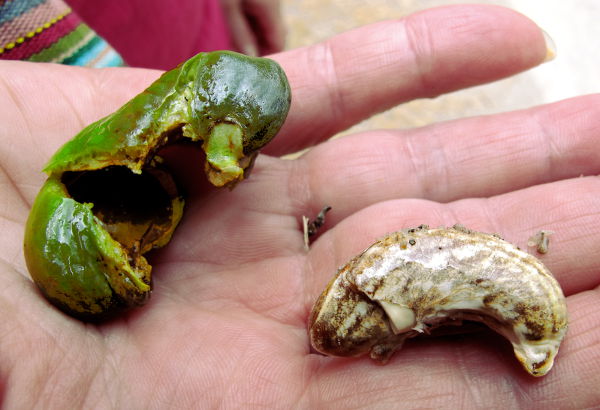 Tuore cashewpähkinä. 