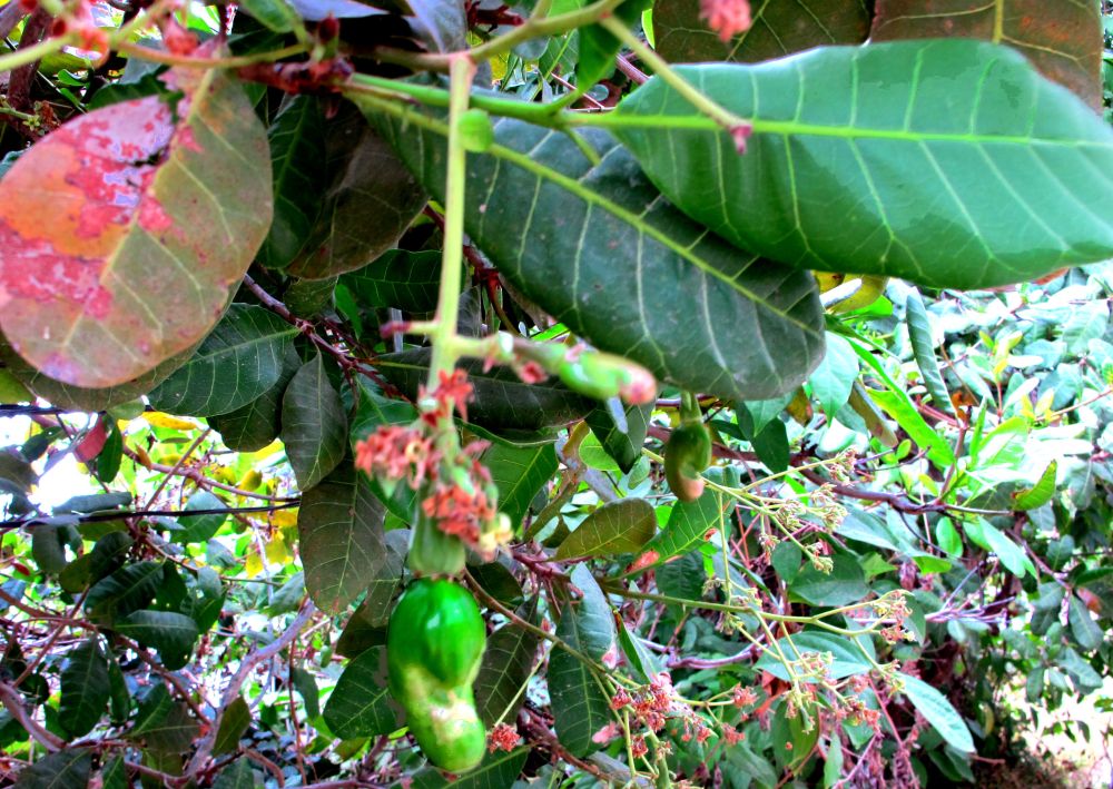Cashewpuu Koh Taolla. 