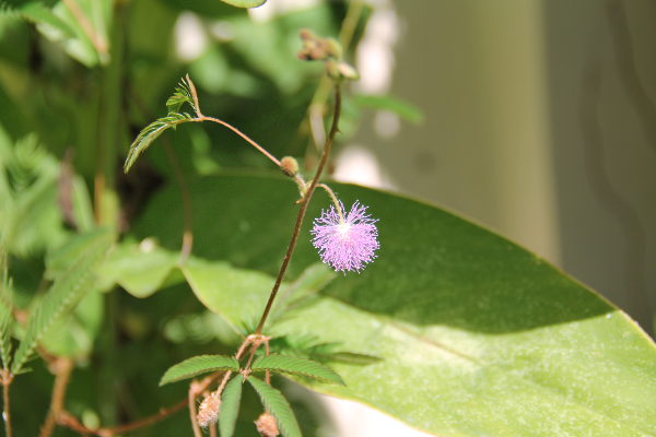 Tuntokasvin kukka. Tutustuin kasviin ensimmäisen kerran ollessani lapsena Havaijilla ja sieltä lähtien olen kutsunut sitä touch-me-notiksi (tai oikeammin olen kutsunut sitä dont touch meksi). 