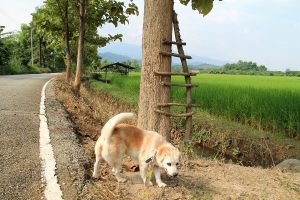 Tarhan vieressä on tällaiset maisemat. Pitkin päivää tulee ulkoilutettua koiria tietä pitkin tai sitten viereisessä metsikössä.