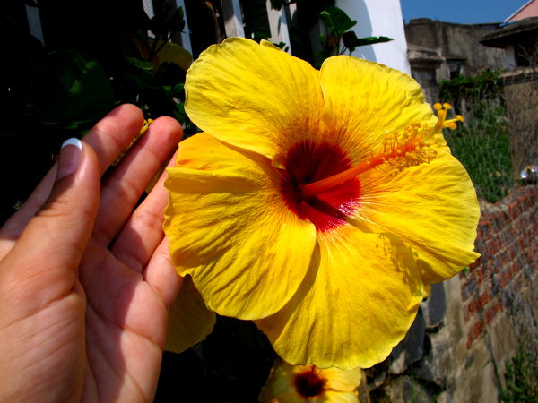 Iso keltainen kukka Vietnamin Hoi Anissa. 