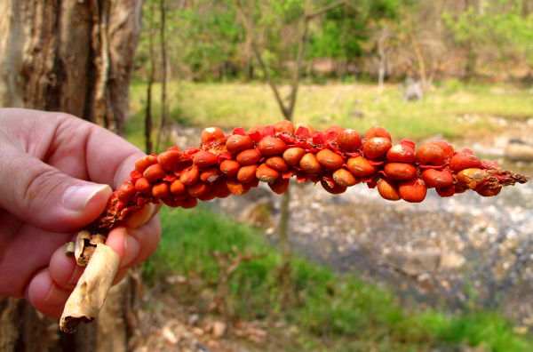 Jännä kirkkaanvärinen siemenoksa Pohjois-Thaimaassa Paissa. 