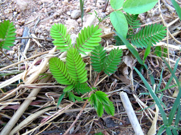 Tuntokasvi (Mimosa pudica) on jännimpiä kasveja mitä tiedän. Kun sitä koskettaa tai muuten vain osuu siihen, sen pienen lehdet menevät suppuun ja varsikin taittuu alas.