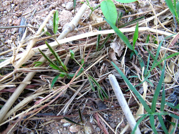 Tässä äskeinen tuntokasvi kokoon taittuneena. Sitä ei oikein edes huomaa risujen joukosta. 