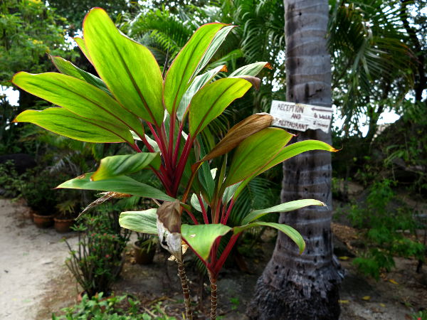 Kasvi Koh Taon saarella. 