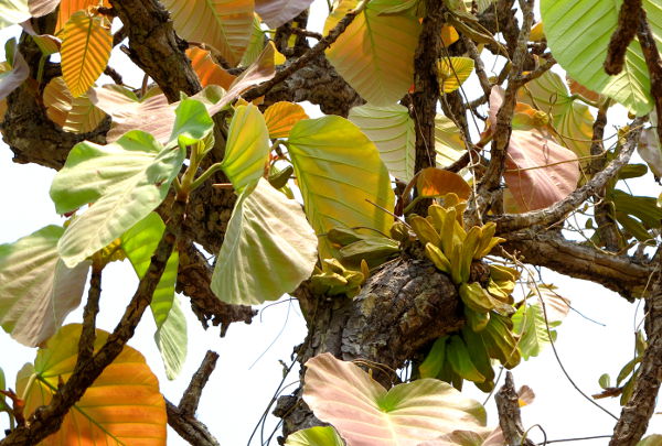 Kasvi Pohjois-Thaimaassa Pain kanjonissa. 