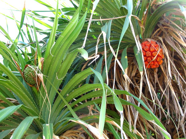 Kasvit Koh Sametin saarella. 