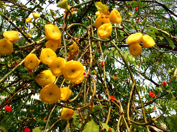 Keltaisia nahkeita hedelmiä tai kukkia riippumassa puusta. 