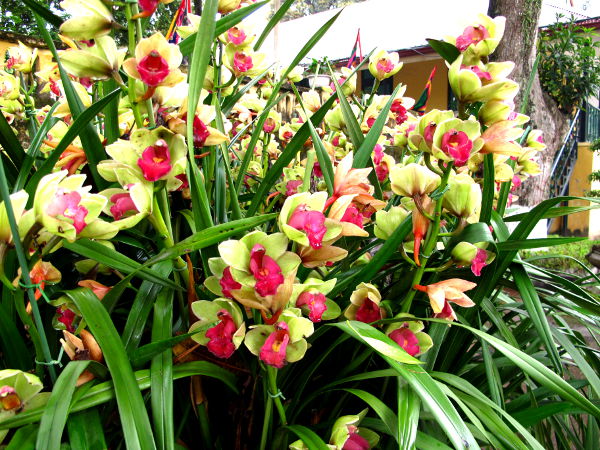 Kukkia Vietnamin Hanoissa. 