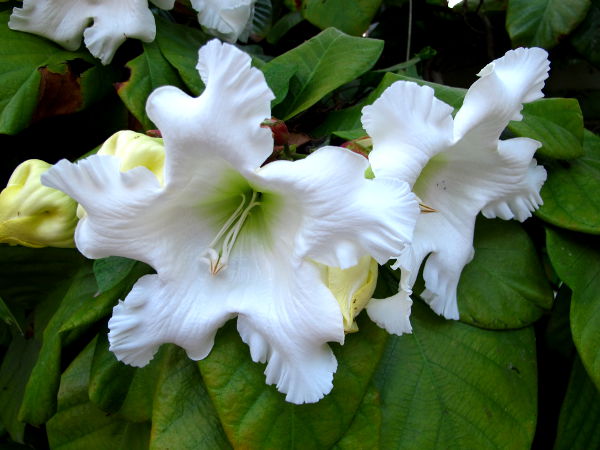 Valkoisia kukkia Koh Taon saarella. 