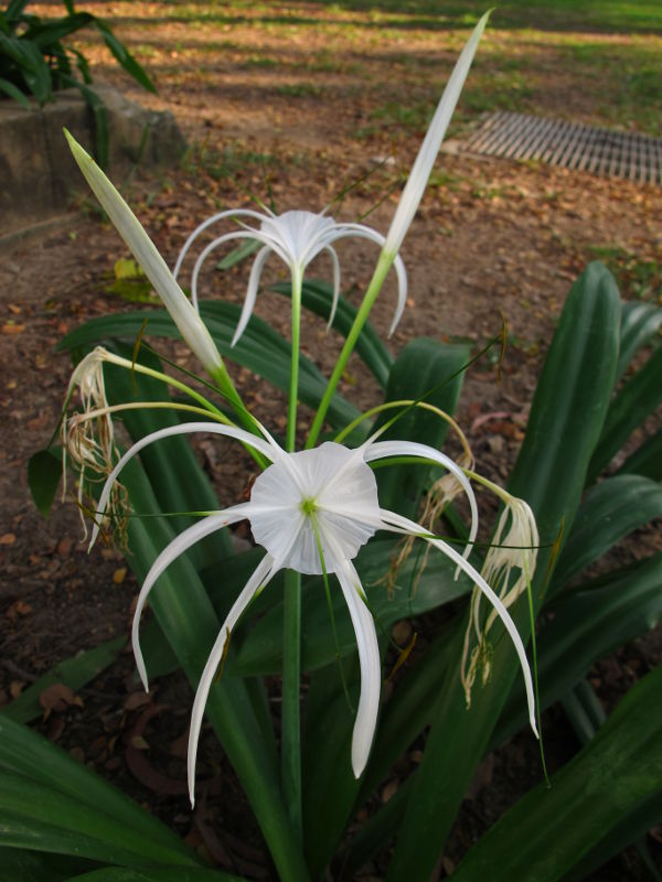 Hämähäkkililja Bangkokin Chulalongkornin yliopiston puistossa. 