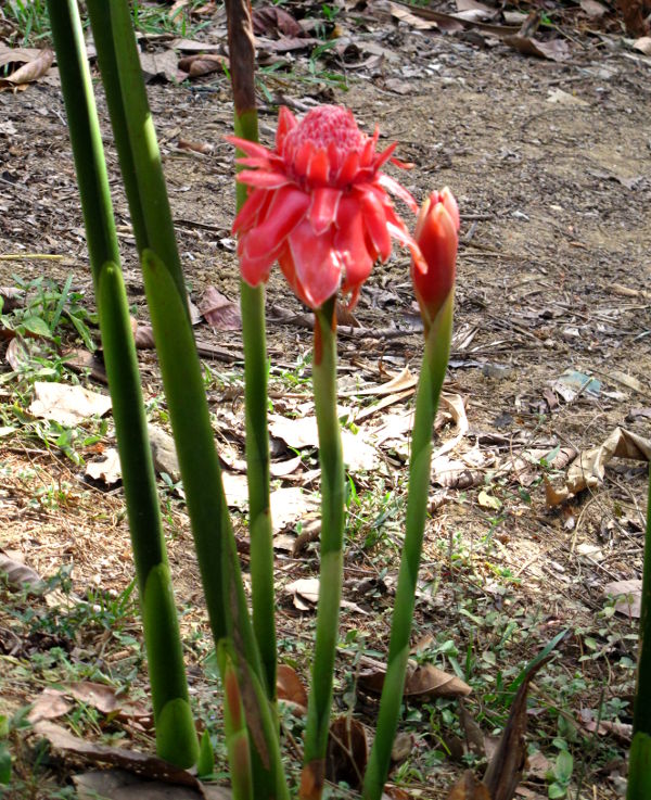 Savumaisen rungon päässä kasvavia kukkia Thaimaan Khao Sokissa. 