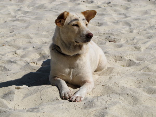 Koh Sametin saarella näin tämän koiran, jolle oli piirretty kulmakarvat. Katsoin että älytön juttu, mutta Koh Taon saarella tai jossain näin saman jutun. Ehkäpä siinäkin on joku idea takana, vissiin suojellaan joltain pahoilta hengiltä. 