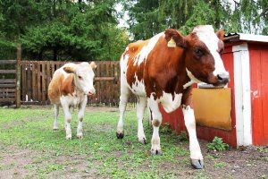 Naudat ovat suurenmoisia eläimiä enkä halua niitä kohdeltavan huonosti, jotta saisin juoda halpaa maitoa ja mussuttaa juustoa. 