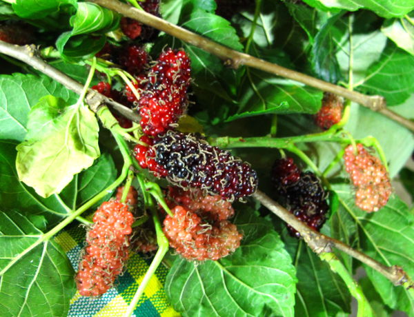 Raakoja mulperin marjoja. 