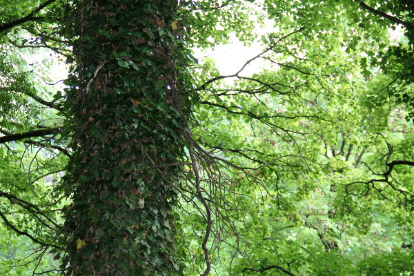 Murattia puun rungossa Luxemburgissa. 