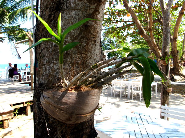 Thaimaassa usein näkee orkideoja kasvamassa puiden runkoihin kiinnitetyissä kookoksenkuorissa. 