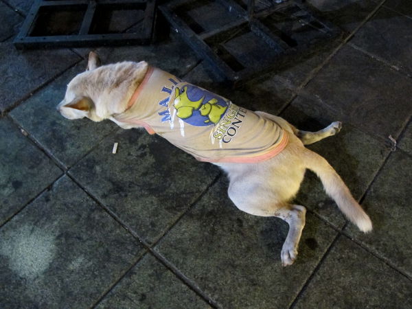 Koirilla näkee joskus paitoja. Sikäli voisi ajatella että tyhmä juttu kun eivät koirat niitä siellä tarvitse lämpimikseen, mutta voisikohan olla ajatuksena että näin osoitetaan että tällä koiralla on joku joka pitää siitä huolta ja ehkä paita myös suojaa vaikkapa mahdollisissa tappeluissa muiden koirien kanssa. Mene ja tiedä. Kuva Bangkokista. 