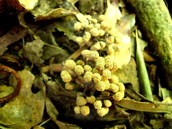 Pallukkaoksa Khao Sokin kansallispuistossa Thaimaassa. 