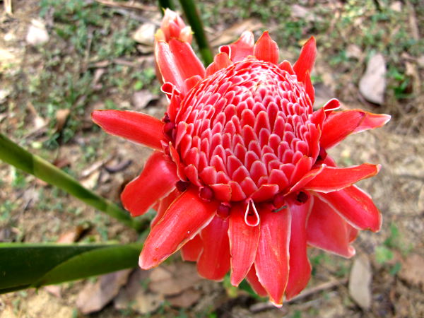 Punainen kukka Thaimaan Khao Sokin kansallispuiston liepeillä. 