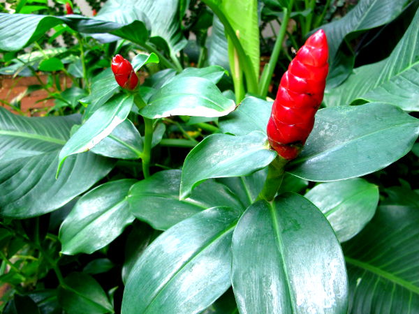 Punaisia käpymäisiä kukkia. 