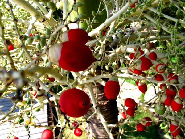 Punaisia palmun marjoja tms. Thaimaassa Koh Sametin saarella. 