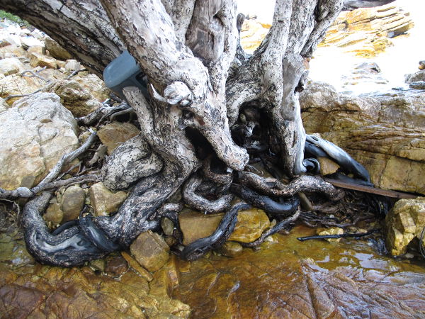 Puun juuret meren rannalla Thaimaan Koh Sametin saarella. 