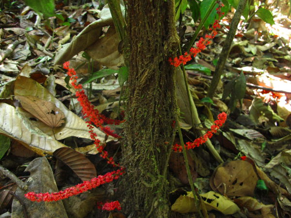 Puun rungosta kasvavat punaiset kukkavarret Thaimaassa Khao Sokin kansallispuistossa. 