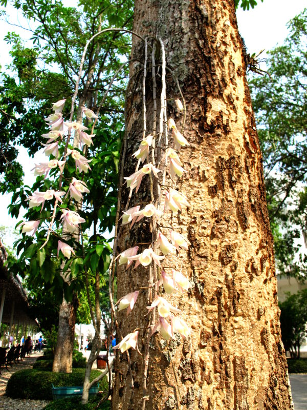 Puun rungosta kasvavat riippuvat kukat Pohjois-Thaimaan Chiang Raissa Wat Rong Khunin temppelillä. 