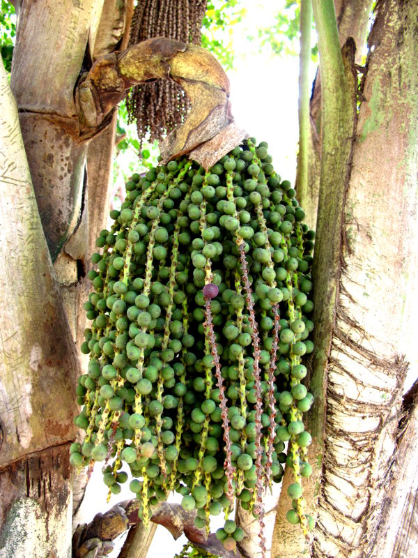 Riippuvia hedelmiä. 